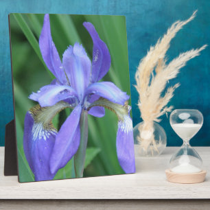 Picture of an Iris Plaque