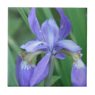 Picture of an Iris Trivet