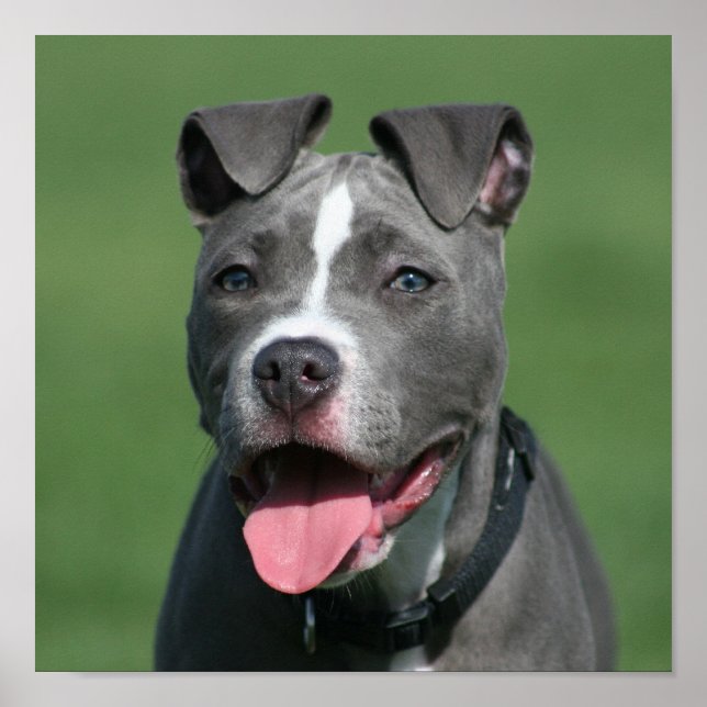 Picture of Blue Pitbull Puppy Poster (Front)