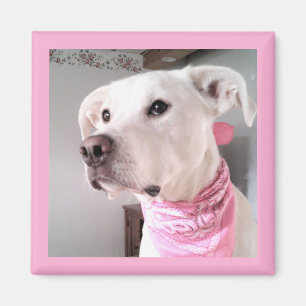 Picture of Cute White Puppy Dog Wearing Pink Scarf Magnet