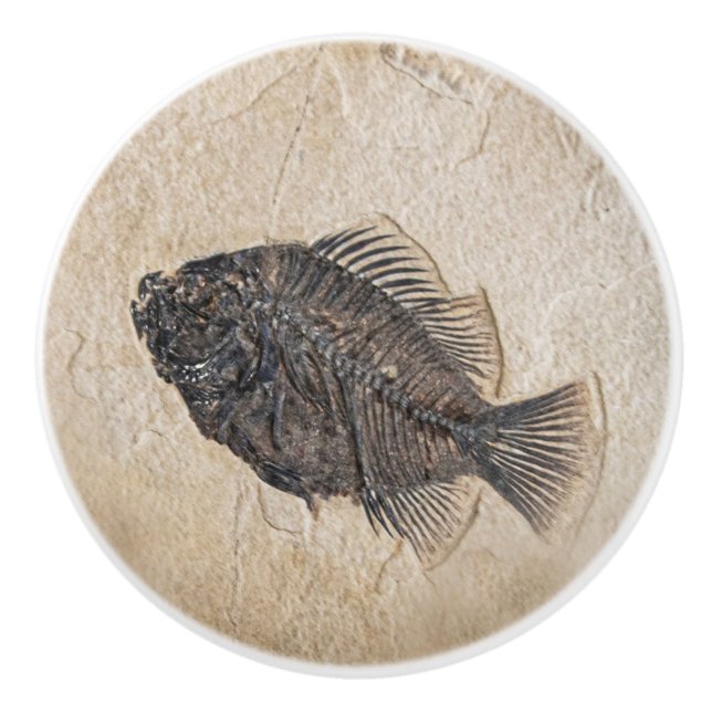 Picture of Fish Fossil Sandstone Ceramic Knob (Front)