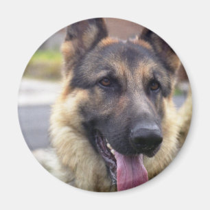 Picture of German Shepherd  Magnet