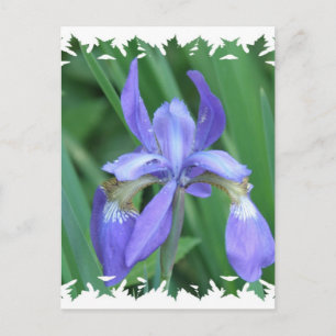 Picture of Iris Postcard
