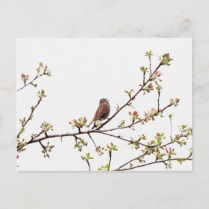 Picture of Sparrow Singing in Flowering Tree Postcard