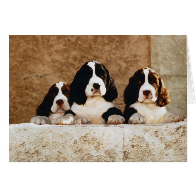 Picture Perfect Cute Puppies (Front Horizontal)