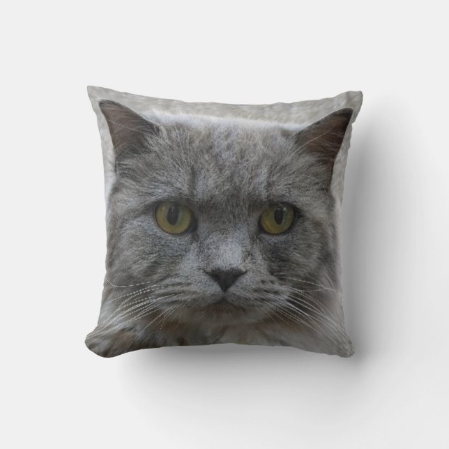 Picture sad adult grey cat,rare breed, cat lovers cushion (Front)