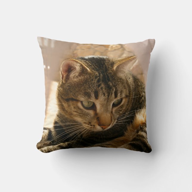 Pictures of cats gifts pillows throw pillows cats (Front)