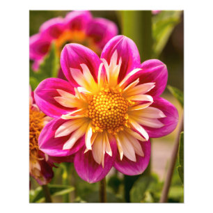 Picturesque Dahlia Photo Print
