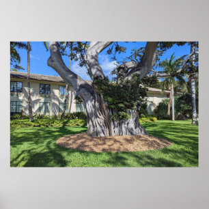 Picturesque Tree Poster