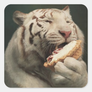 Pie-Loving White Tiger – Fun Sticker