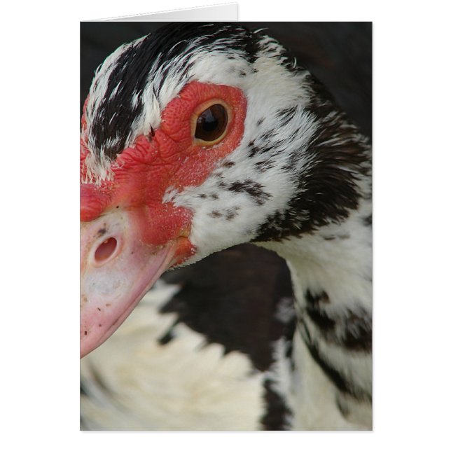 Pie says, "Hi!" (Front)