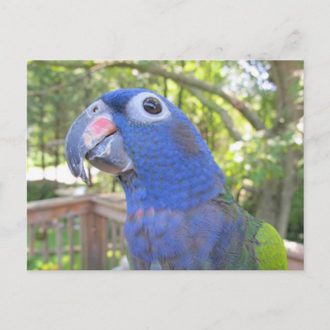 Pie The Parrot Postcard (Front)