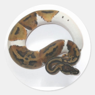 piebald ball python classic round sticker