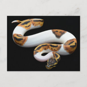 piebald ball python postcard