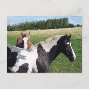 Piebald & Chestnut Horses Postcard