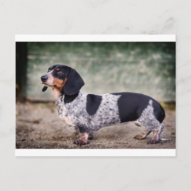 Piebald dachshund postcard (Front)