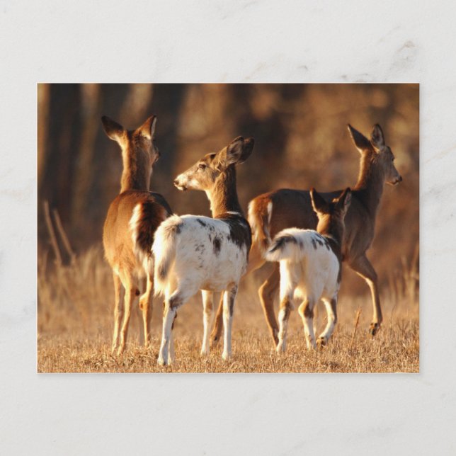 Piebald deer postcard (Front)