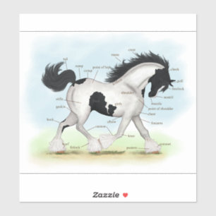 Piebald Gypsy Horse Equestrian Anatomy Chart