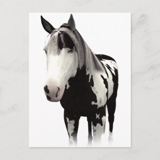 Piebald Paint Horse Art Postcard