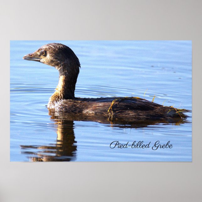Pied-billed Grebe Bird Poster (Front)