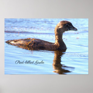 Pied-billed Grebe Bird Poster