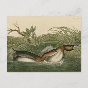 Pied-billed Grebe from Audubon's Birds of America Postcard