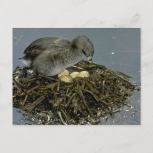 Pied-billed Grebe with nest Postcard