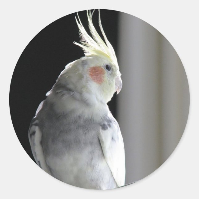 Pied Cockatiel Classic Round Sticker (Front)