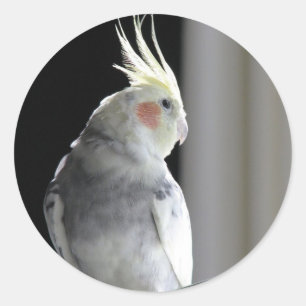Pied Cockatiel Classic Round Sticker