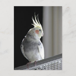Pied Cockatiel Postcard