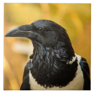 Pied Crow Large (6" X 6") Ceramic Photo Tile