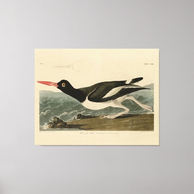 Pied oyster-catcher - Audubon's Birds of America Canvas Print (Front)