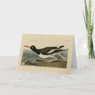 Pied oyster-catcher - Audubon's Birds of America Card