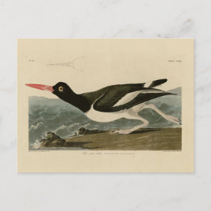 Pied oyster-catcher - Audubon's Birds of America Postcard