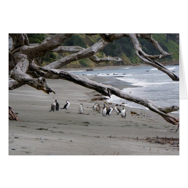 Pied Shags on the Beach (Front Horizontal)