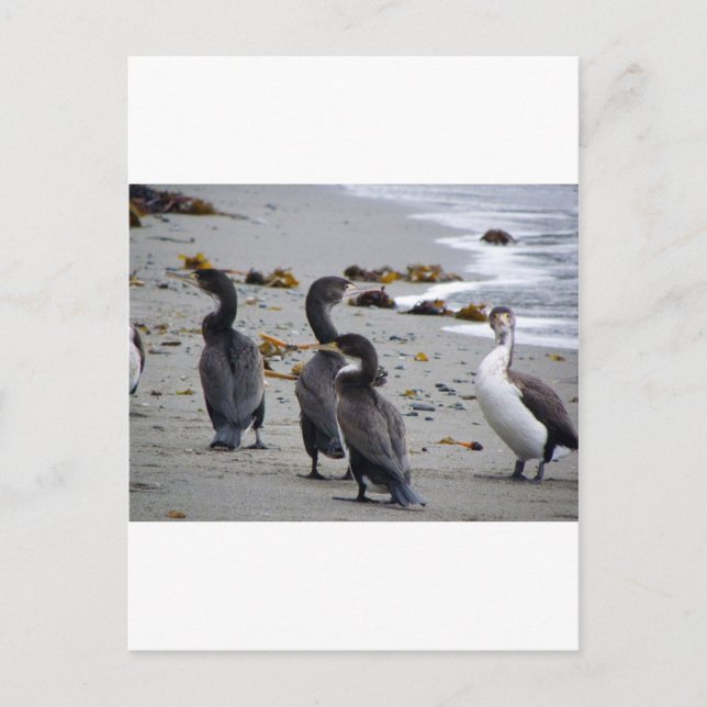 Pied Shags Postcard (Front)