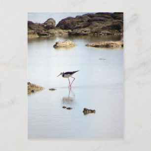 Pied Stilt Postcard