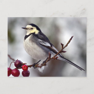 Pied Wagtail Postcard