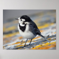 Pied Wagtail Poster
