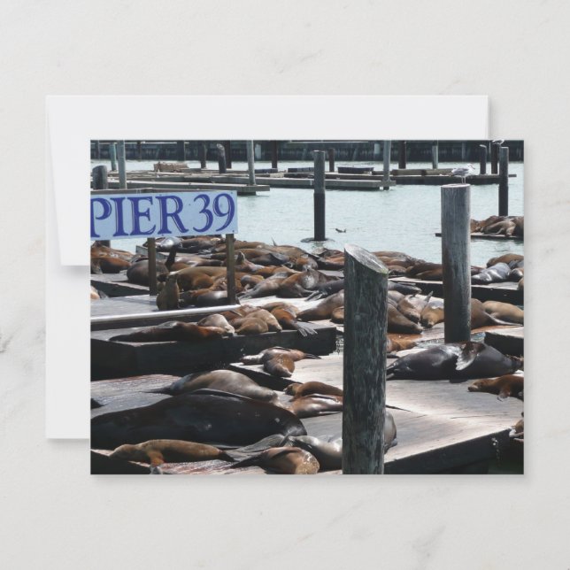 Pier 39 Sea Lions (Front)