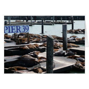 Pier 39 Sea Lions in San Francisco