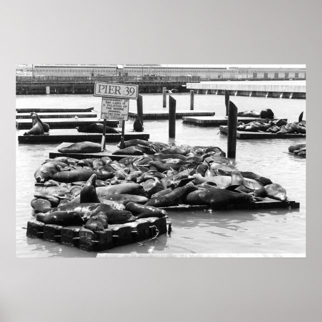 Pier 39 Sea Lions poster (Front)