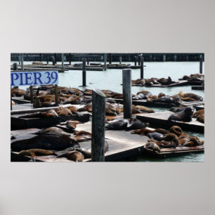 Pier 39 Sea Lions Poster