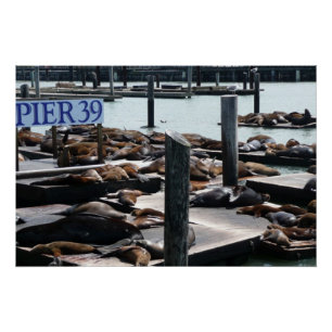 Pier 39 Sea Lions Poster