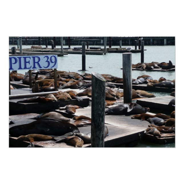 Pier 39 Sea Lions Poster (Front)