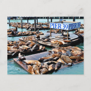 Pier 39   Sea Lions   San Francisco California Postcard