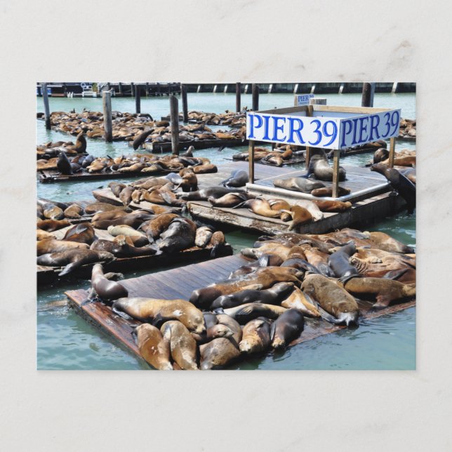Pier 39 | Sea Lions | San Francisco California Postcard (Front)