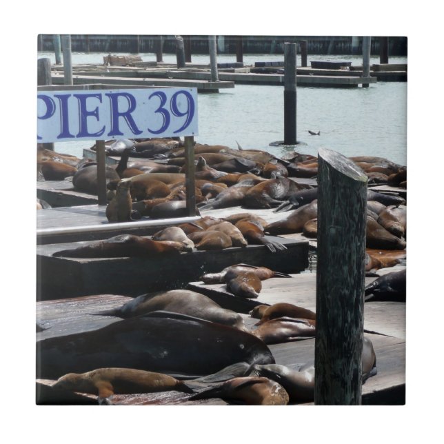 Pier 39 Sea Lions Tile (Front)