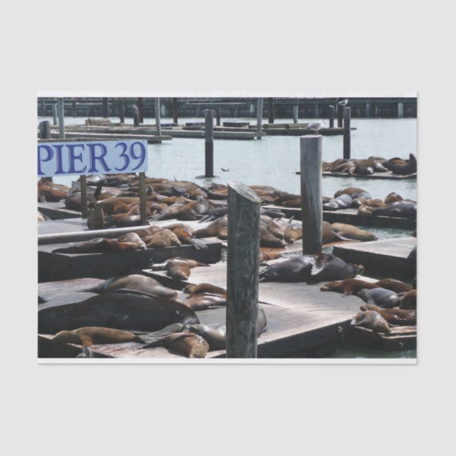 Pier 39 Sea Lions Tissue Paper (Front)