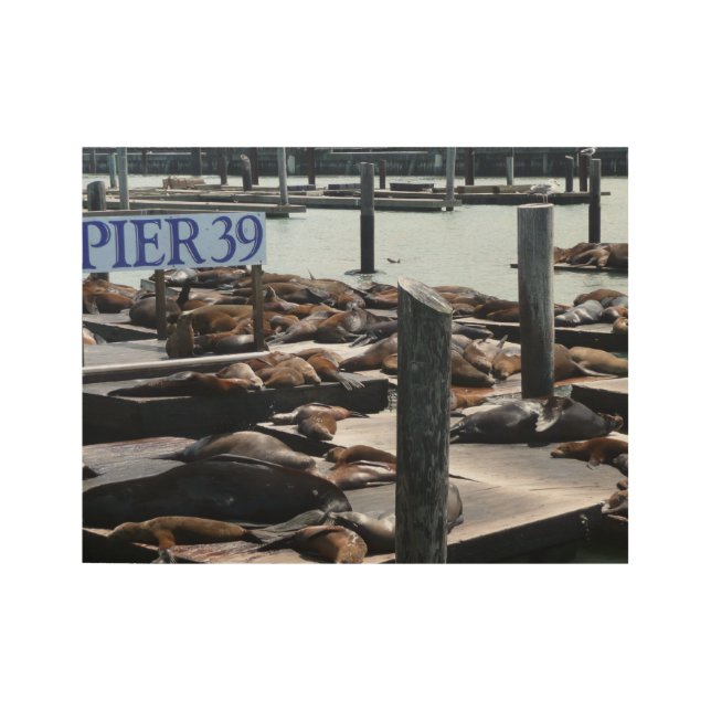 Pier 39 Sea Lions Wood Poster (Front)